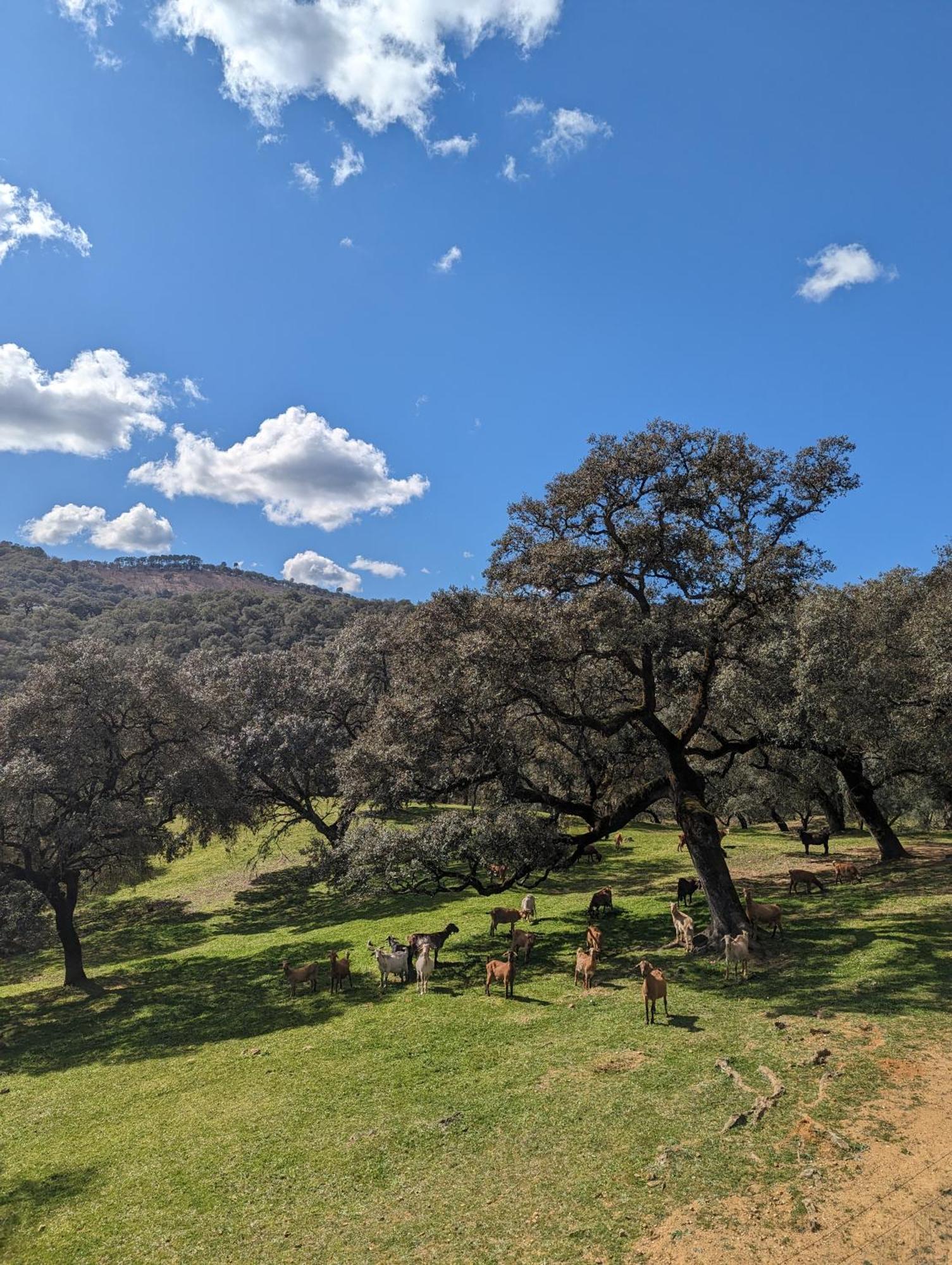 Finca Bravo Cortegana Buitenkant foto